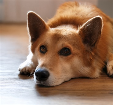 ペット検便3項目セット